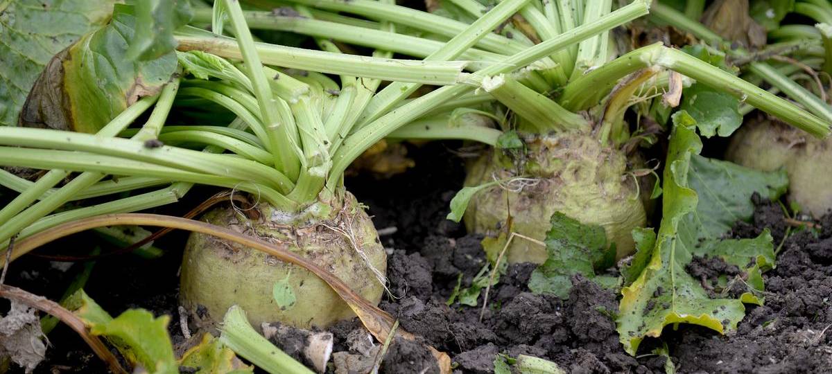 Rübenlieferung an Zuckerfabrik in Kalkar-Appeldorn startet