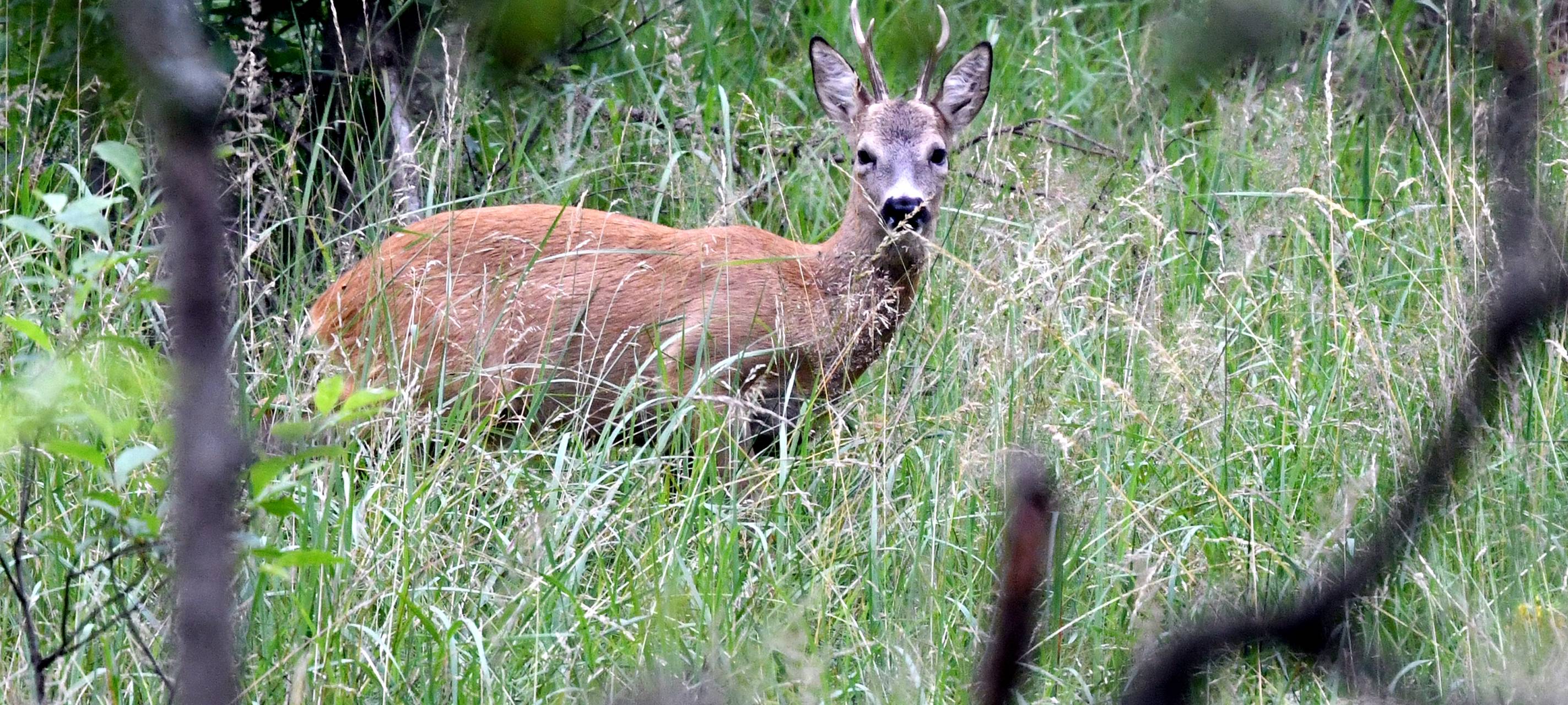 Förster zählen Tiere im Diersfordter Wald durch