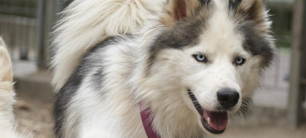 Schermbeck überlegt Erhöhung der Hundesteuer