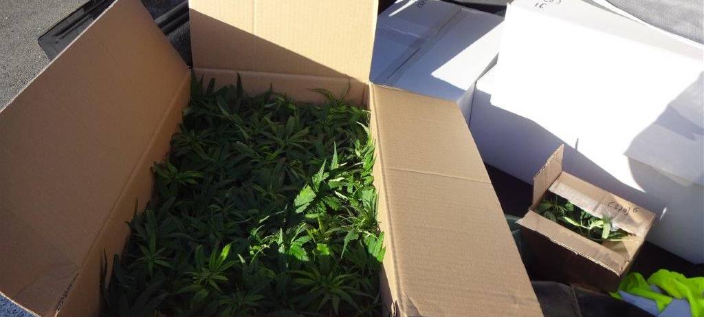 In Goch wurden 370 Cannabis-Setzlinge sichergestellt