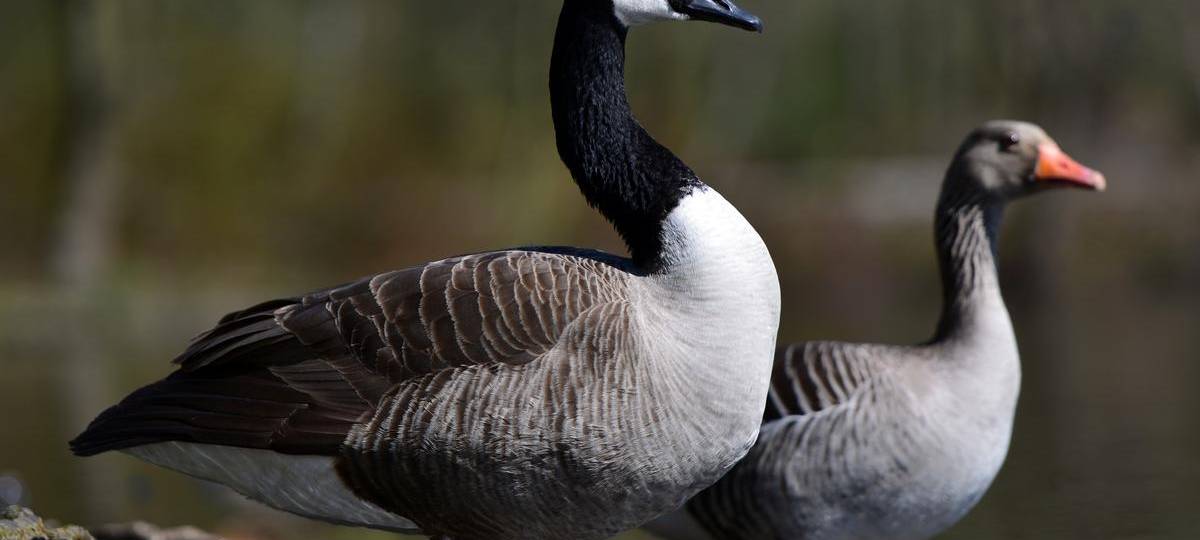 Geflügelpest bei Wildvogel in Xanten nachgewiesen