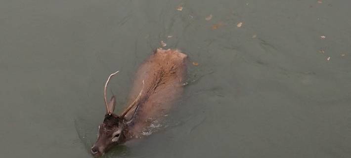 Feuerwehr in Hünxe befreite Hirsch aus Schleusenkammer