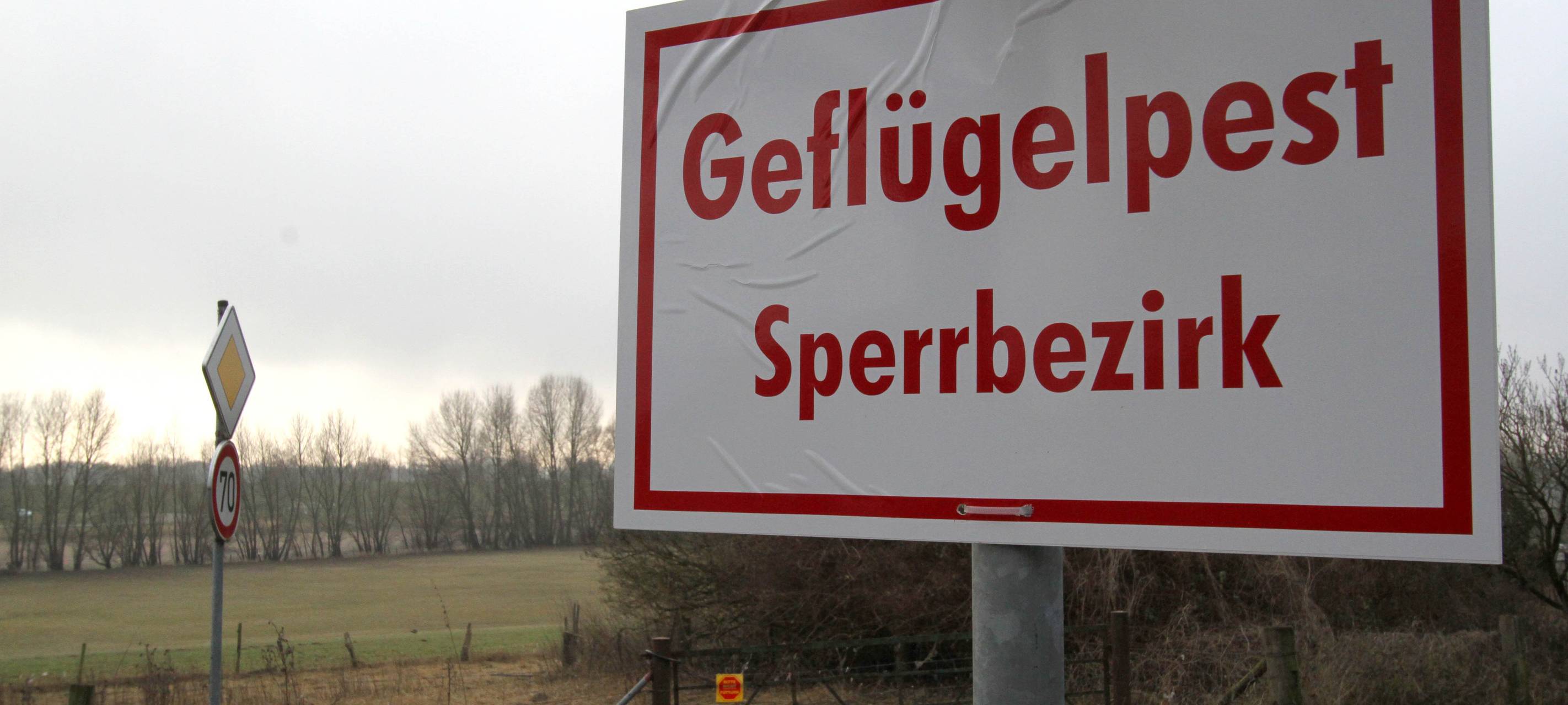 Keine Entspannung nach Geflügelpestausbruch am Niederrhein