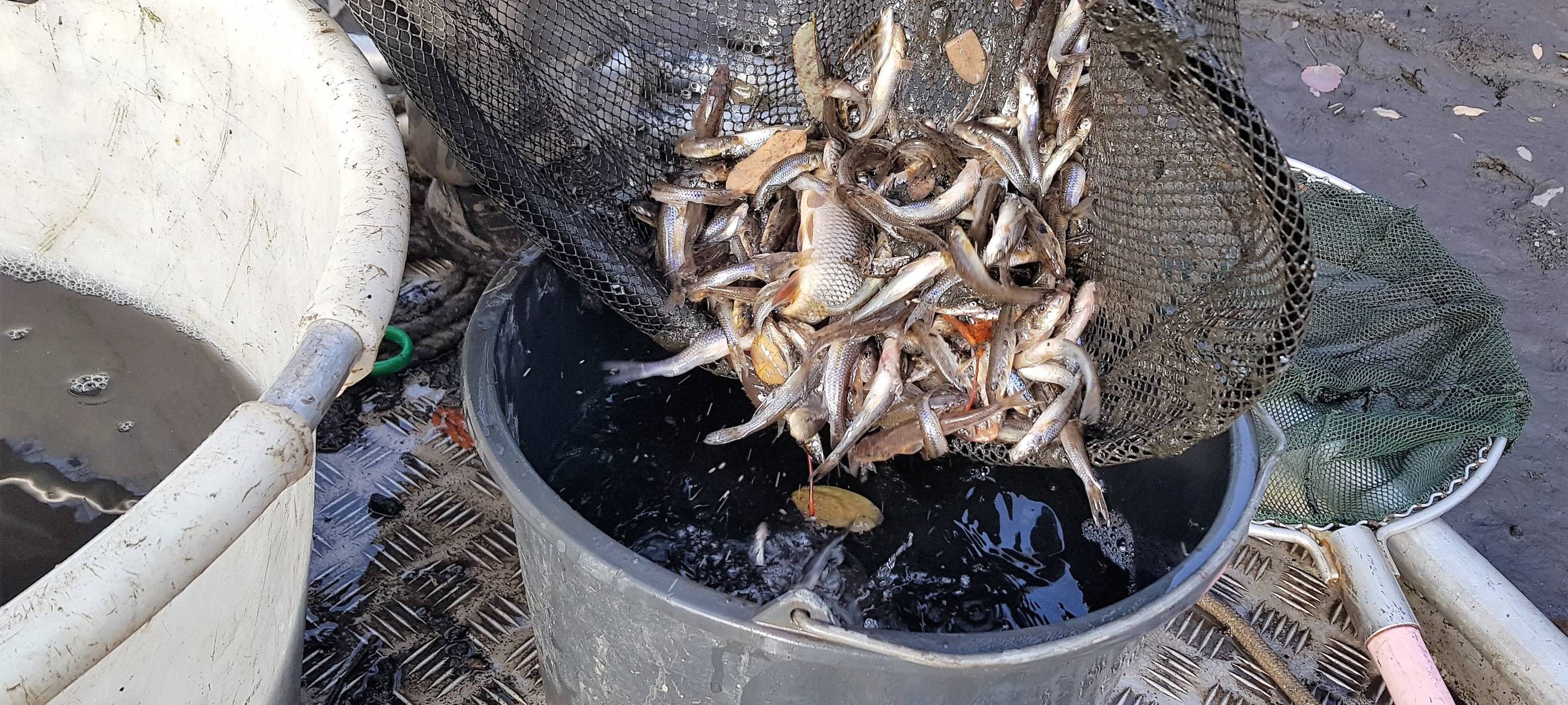 Freiwillige für die Fischrettung in der Issel gesucht