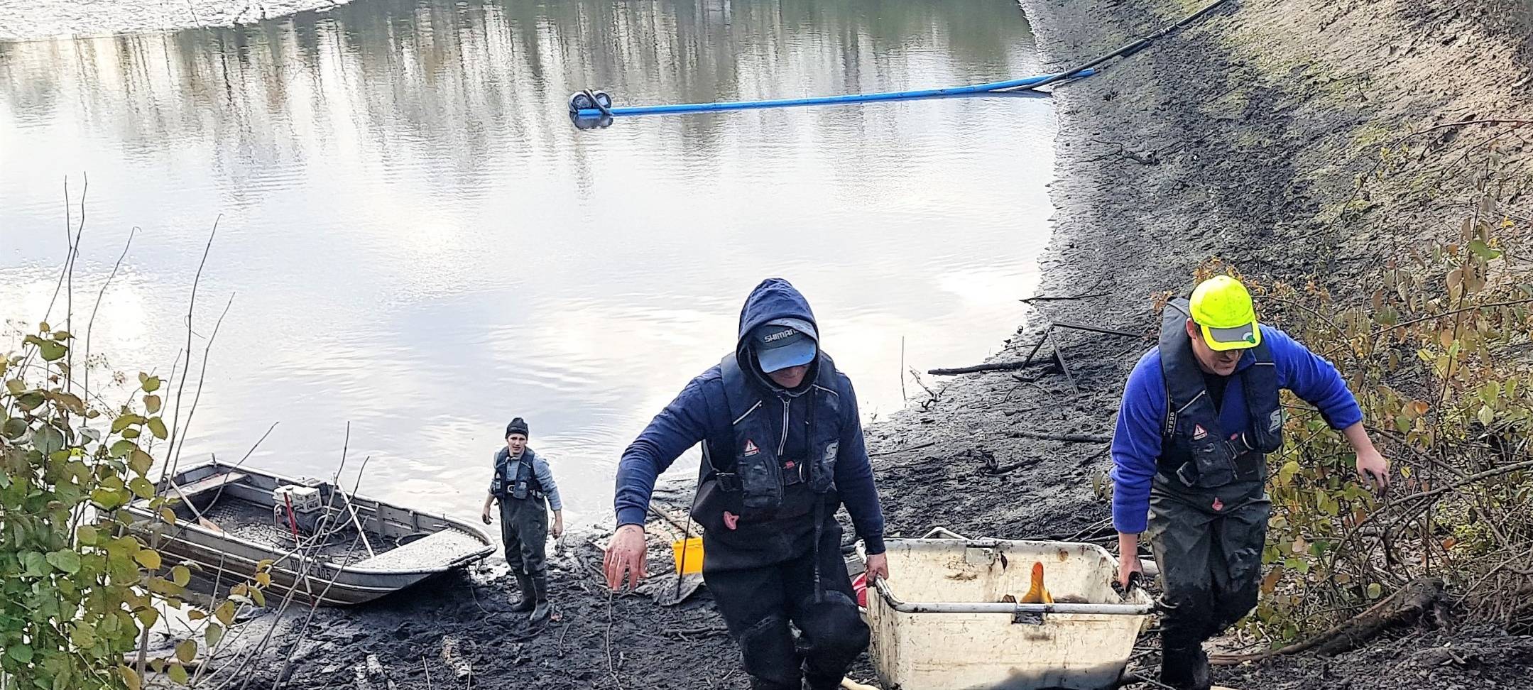 Über 10tausend Fische umgesiedelt