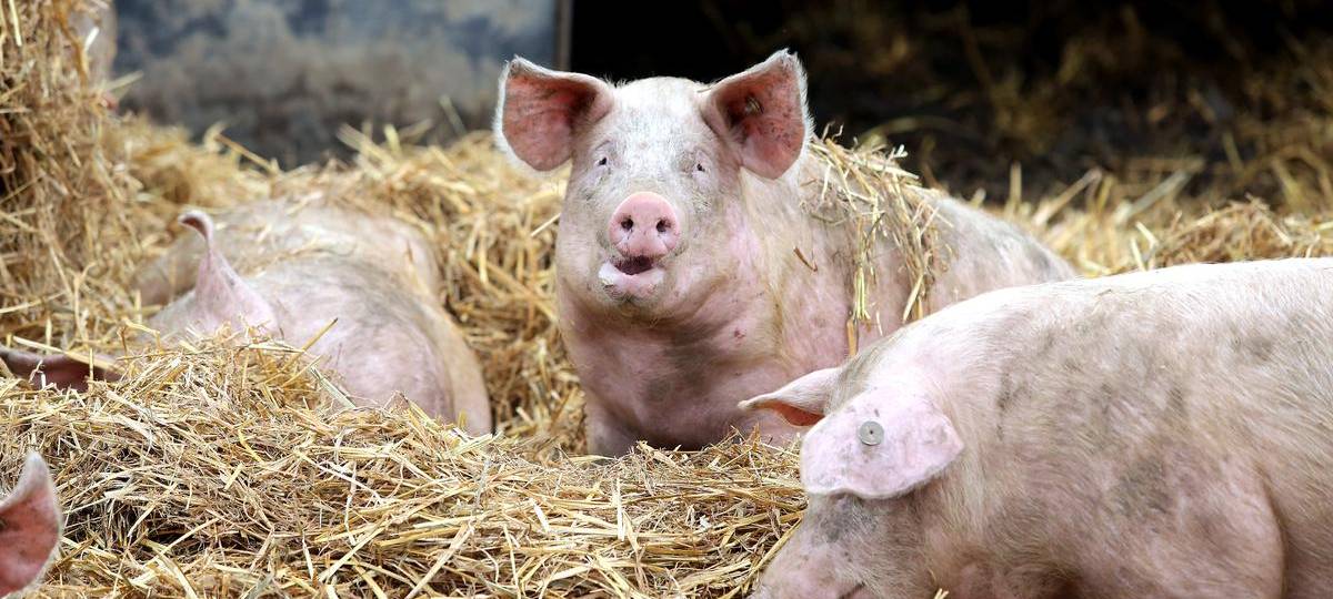Kreis Wesel wird zur Testregion für bessere Schweinehaltung