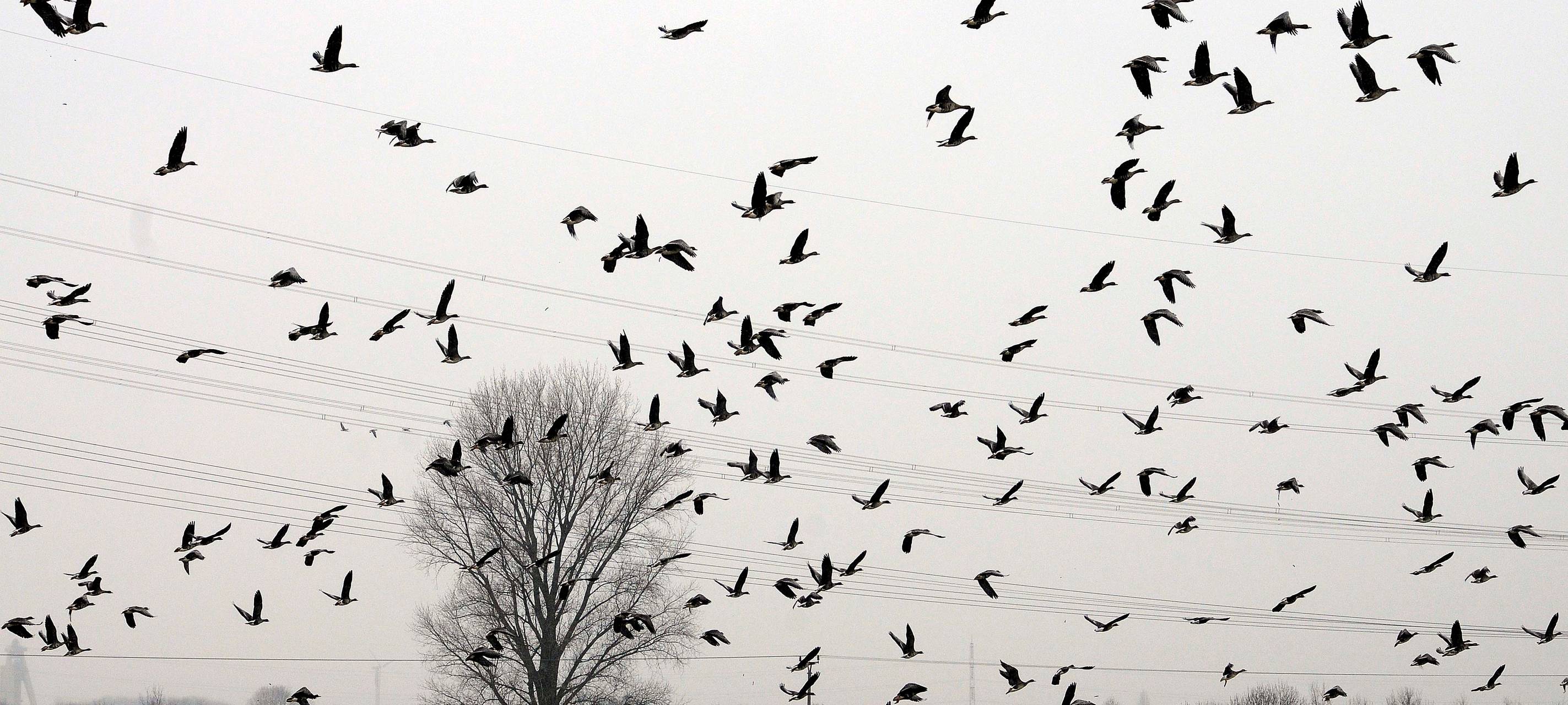 Wildvogelgeflügelpest in Sonsbeck nachgewiesen