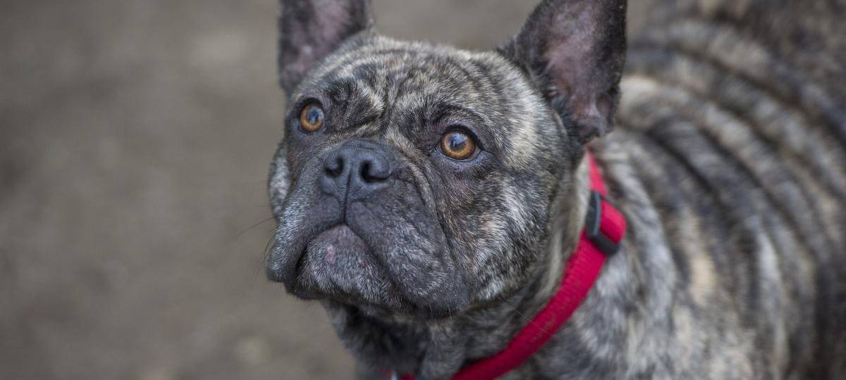 Tierschutzorganisation Peta kritisiert Kreisveterinäramt massiv