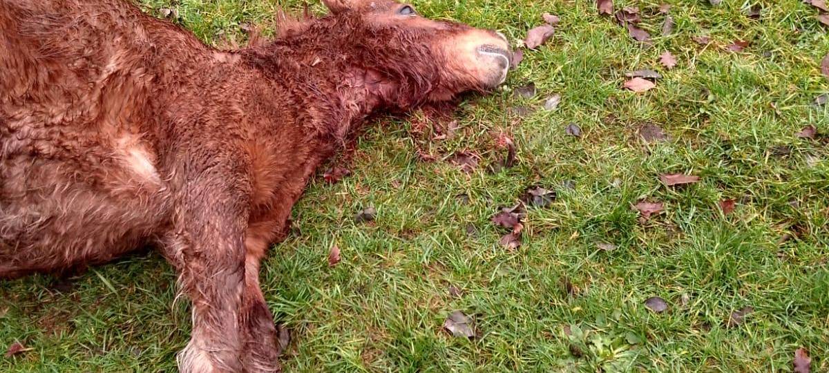 Zweites Pony von Wölfen gerissen - dieses Mal in Hünxe