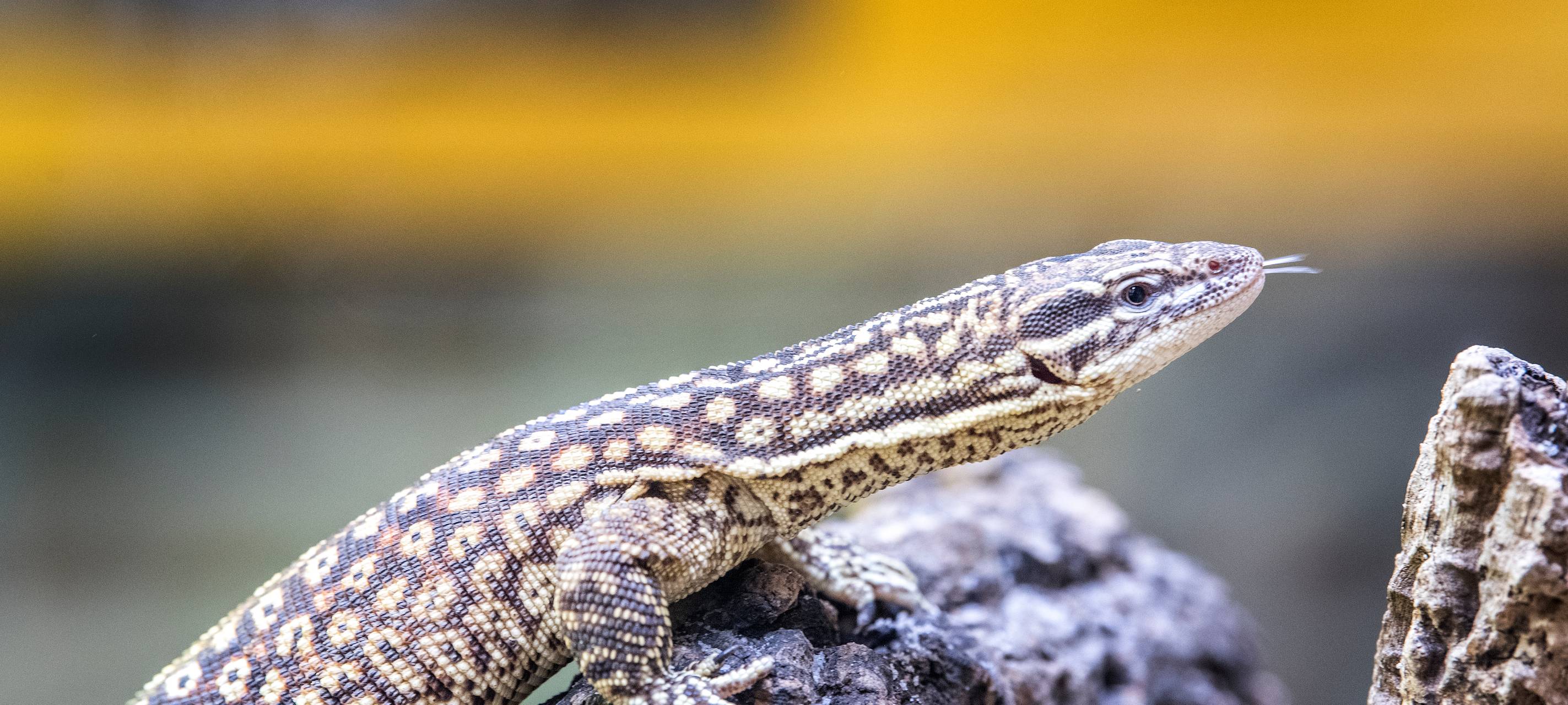 Viele Zoos in der Region fordern Öffnung im März
