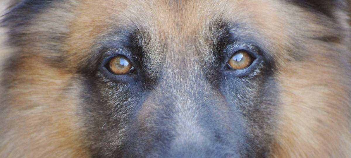 Duisburger Polizei erschießt Schäferhund nach Angriffen