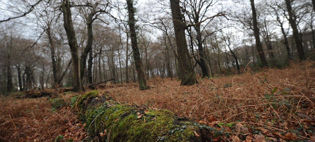 Förster widerspricht Spekulationen über Wolfsanfütterung im Hünxer Wald