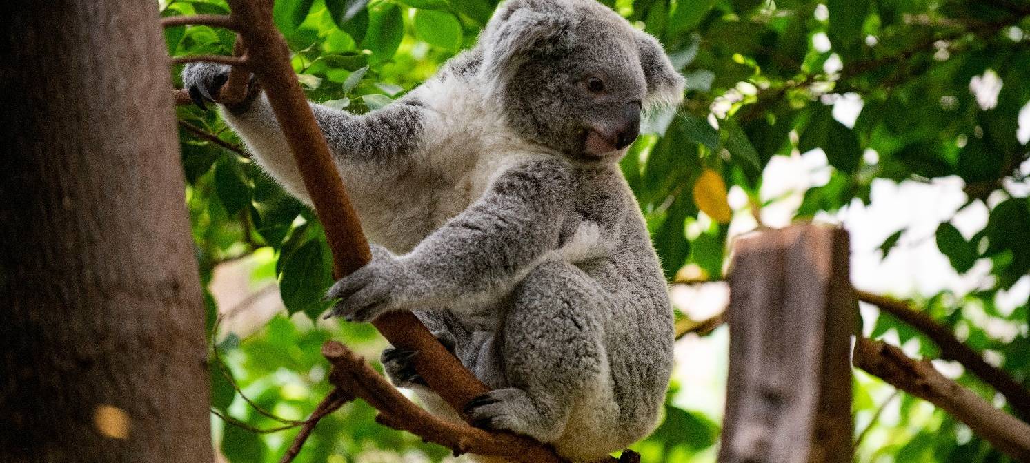 Zoo Duisburg öffnet nach Corona-Pause wieder die Tierhäuser