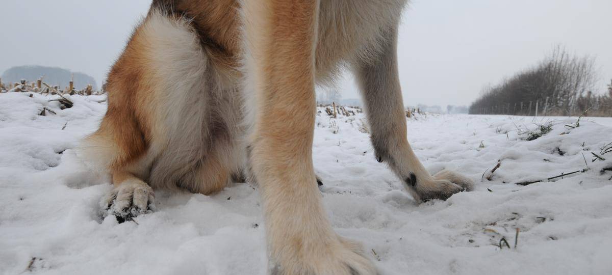 Gut durch den Winter - Bund Deutscher Tierfreunde gibt Tipps