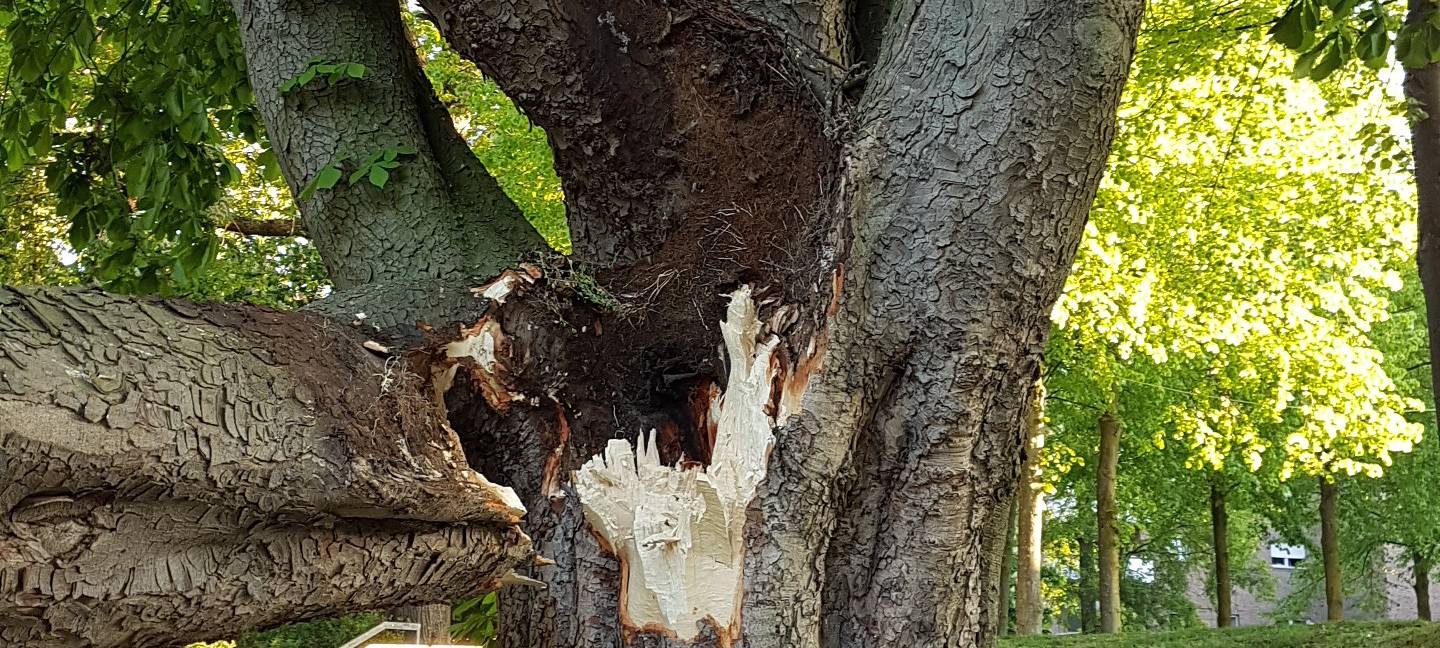 Kranke Bäume müssen weichen