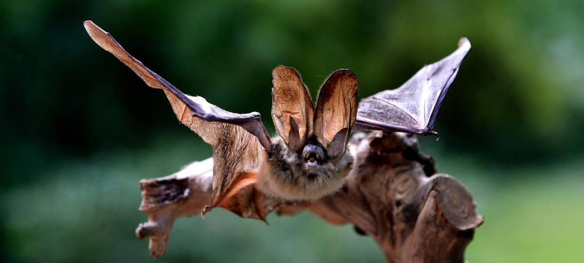 Wesel: Grüne wollen Fledermäuse schützen