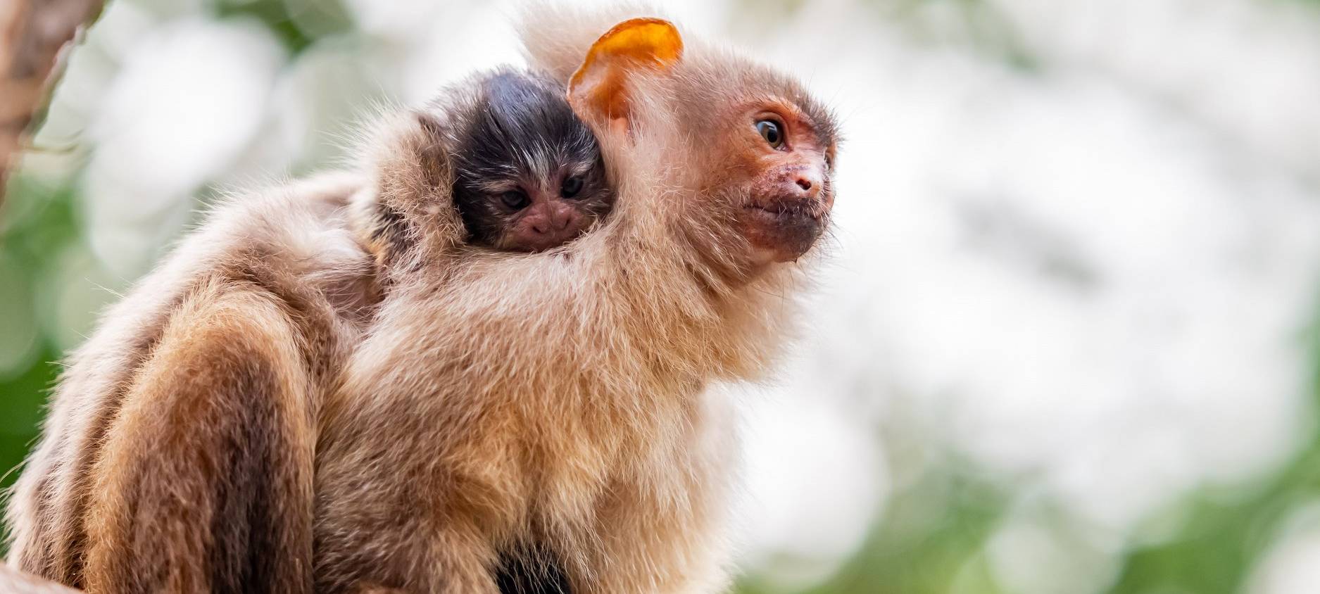 Äffchen im Duisburger Zoo sind an Organversagen gestorben
