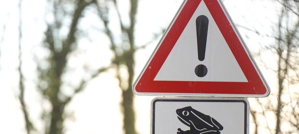 Straßen in Rheinberg wegen Krötenwanderung gesperrt