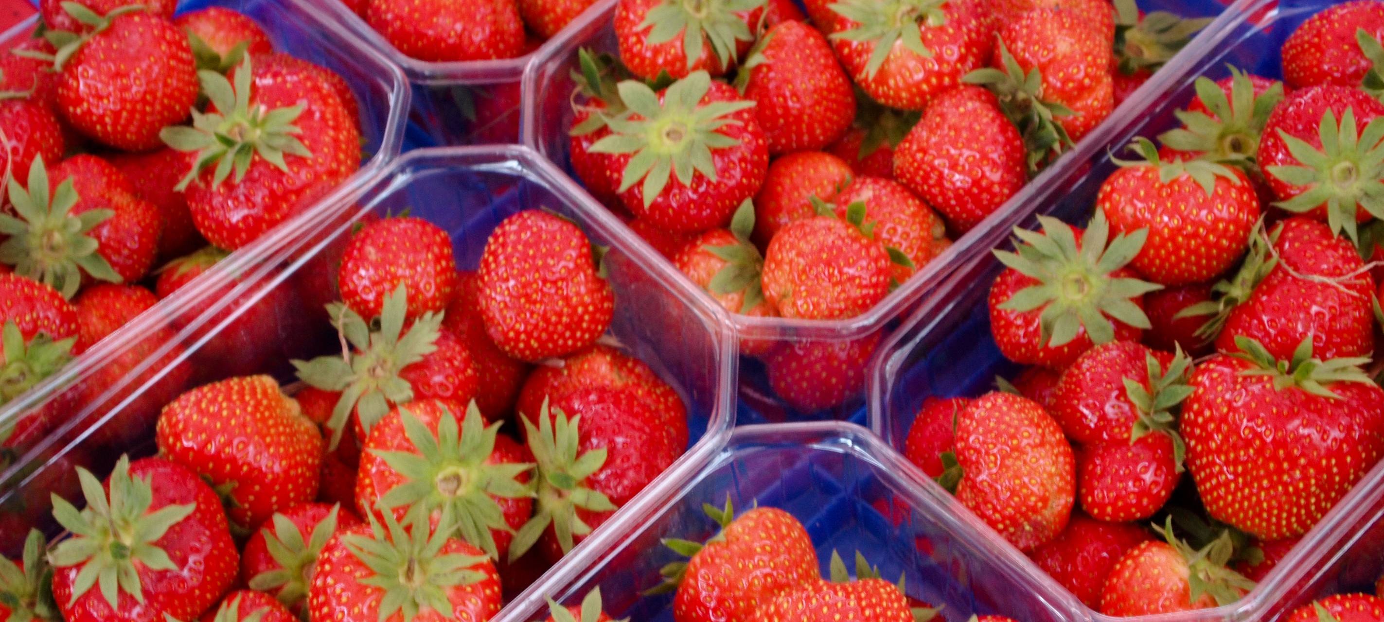 Erdbeerernte steht am Niederrhein in den Startlöchern