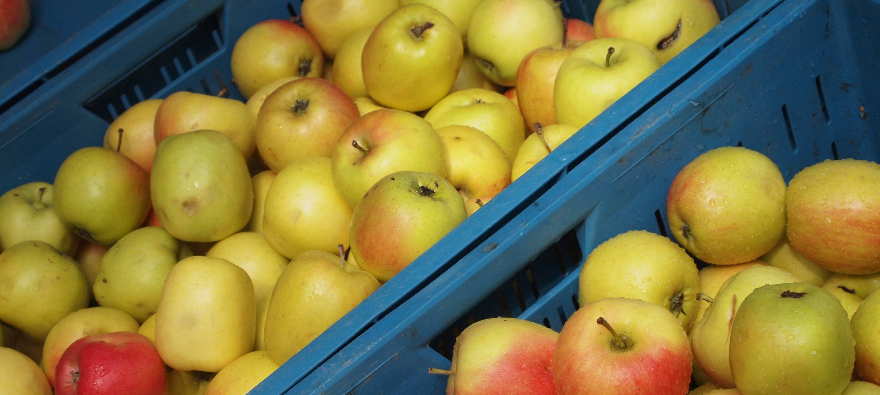 App zeigt, wo am Niederrhein regional eingekauft werden kann