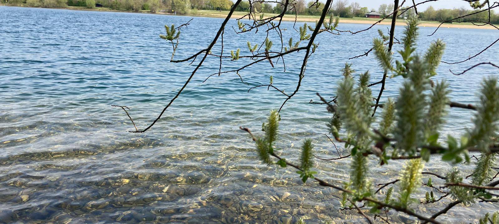 Wildvögel: Am Auesee wurden Vogelgrippe-Erreger nachgewiesen