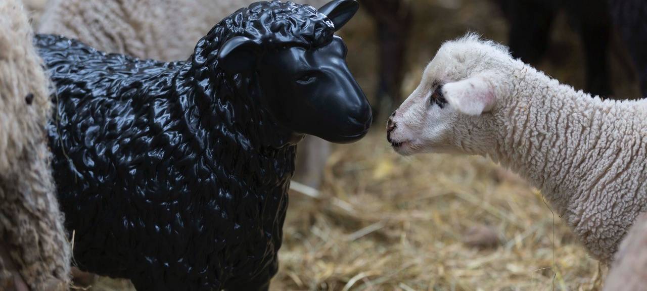 Das schwarze Schaf vom Niederrhein wird verliehen