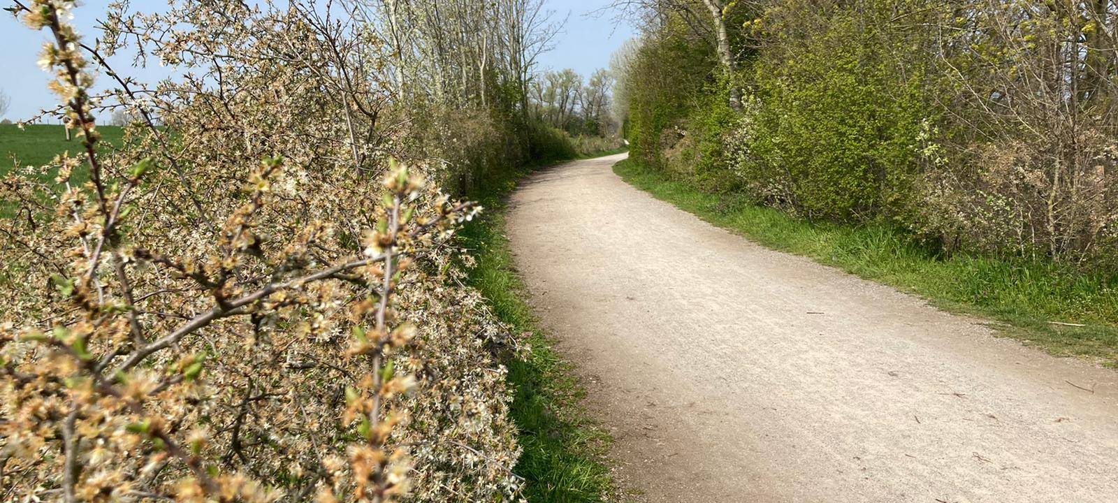 Schnittarbeiten: Auesee-Rundweg in Wesel teilweise gesperrt