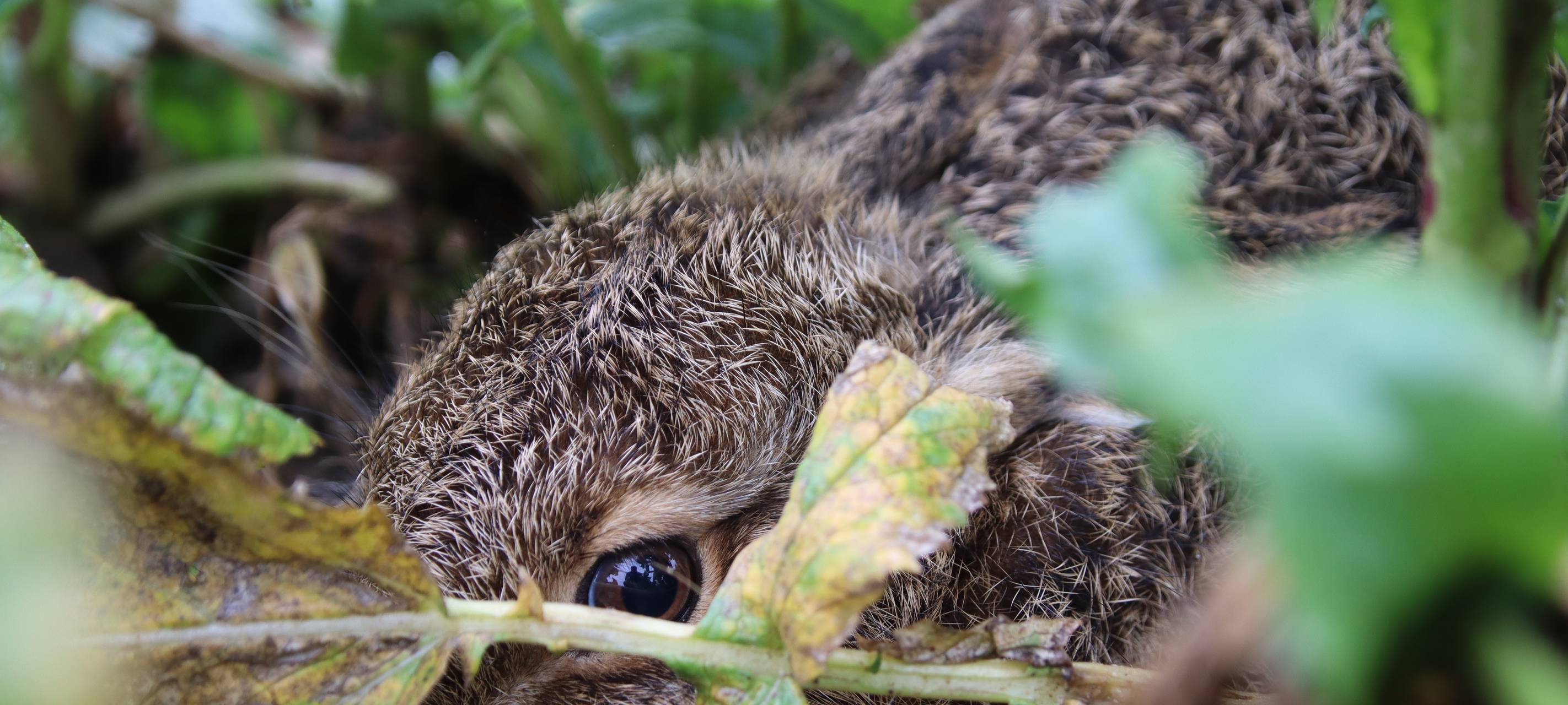 Bitte Rücksicht: Mahd und Spaziergänger gefährden Kitze