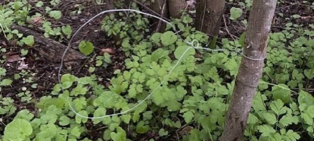 Wilderer legen Hasenfallen rund um Rheinberg aus