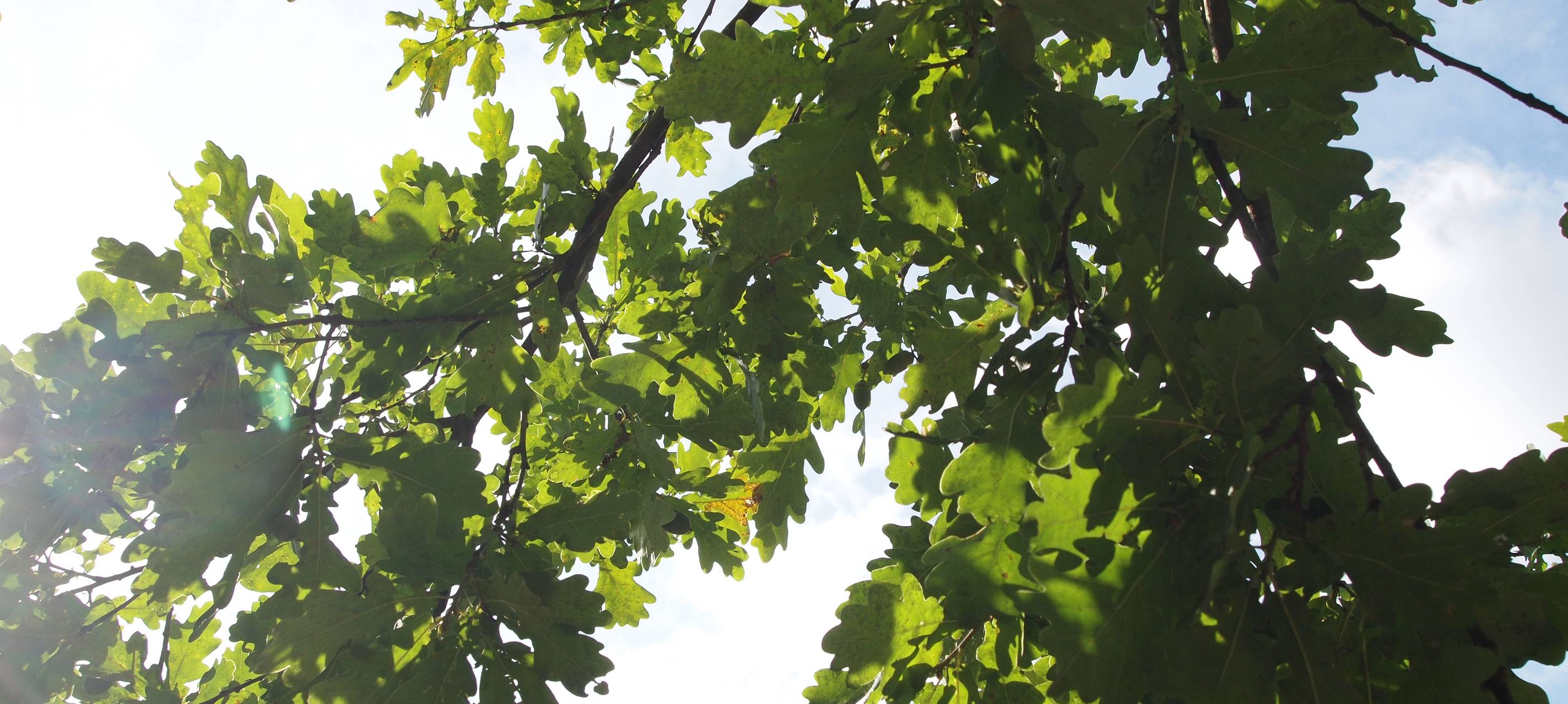 In Neukirchen-Vluyn werden 550 Bäume und Sträucher gepflanzt