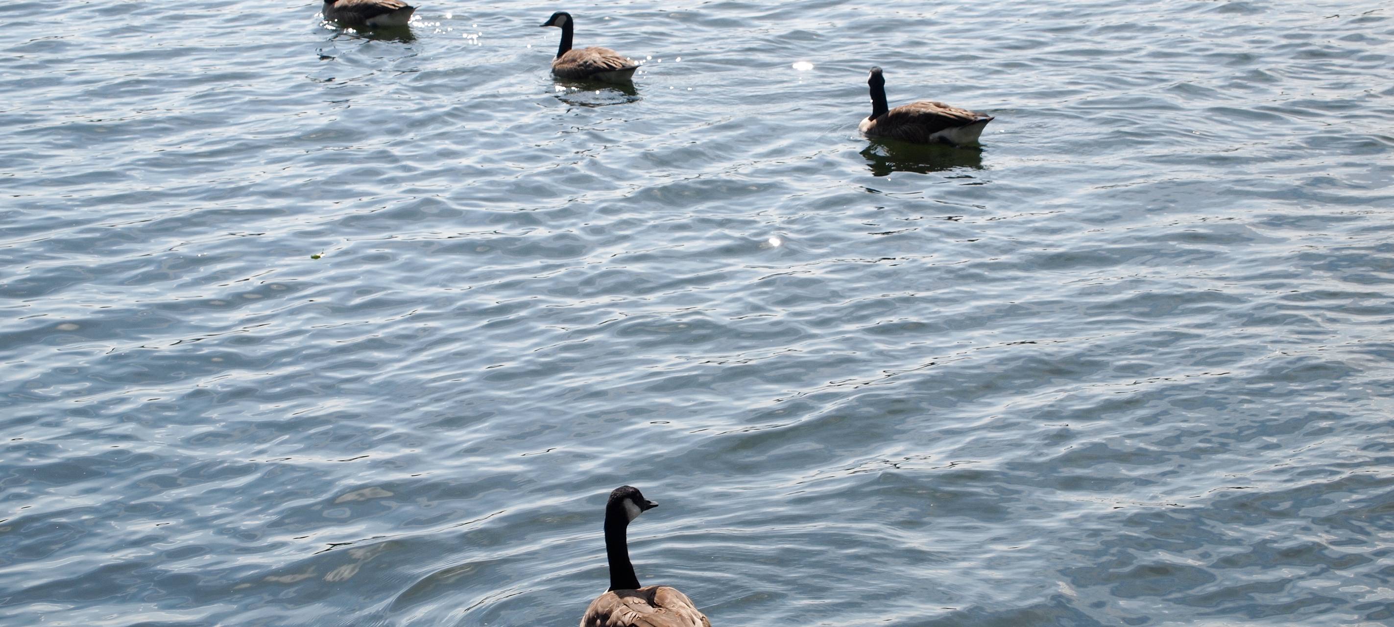 In Xanten wird eine Anlage gg. das Kippen von Seen getestet