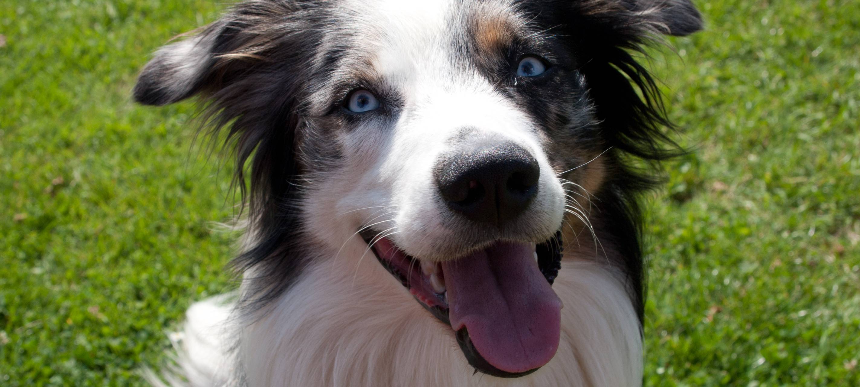 Hundeschule statt Party-Location für Hünxe