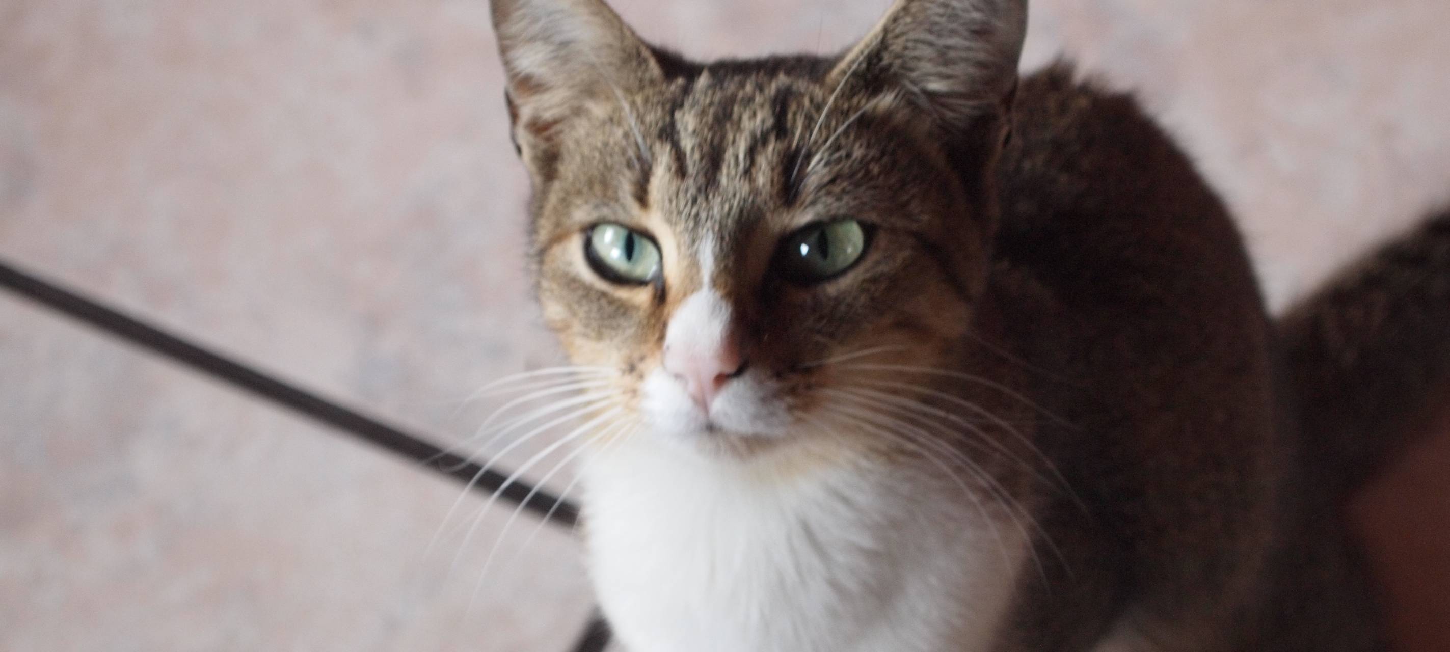 Weseler Tierheim klagt über viele verwahrloste Katzen