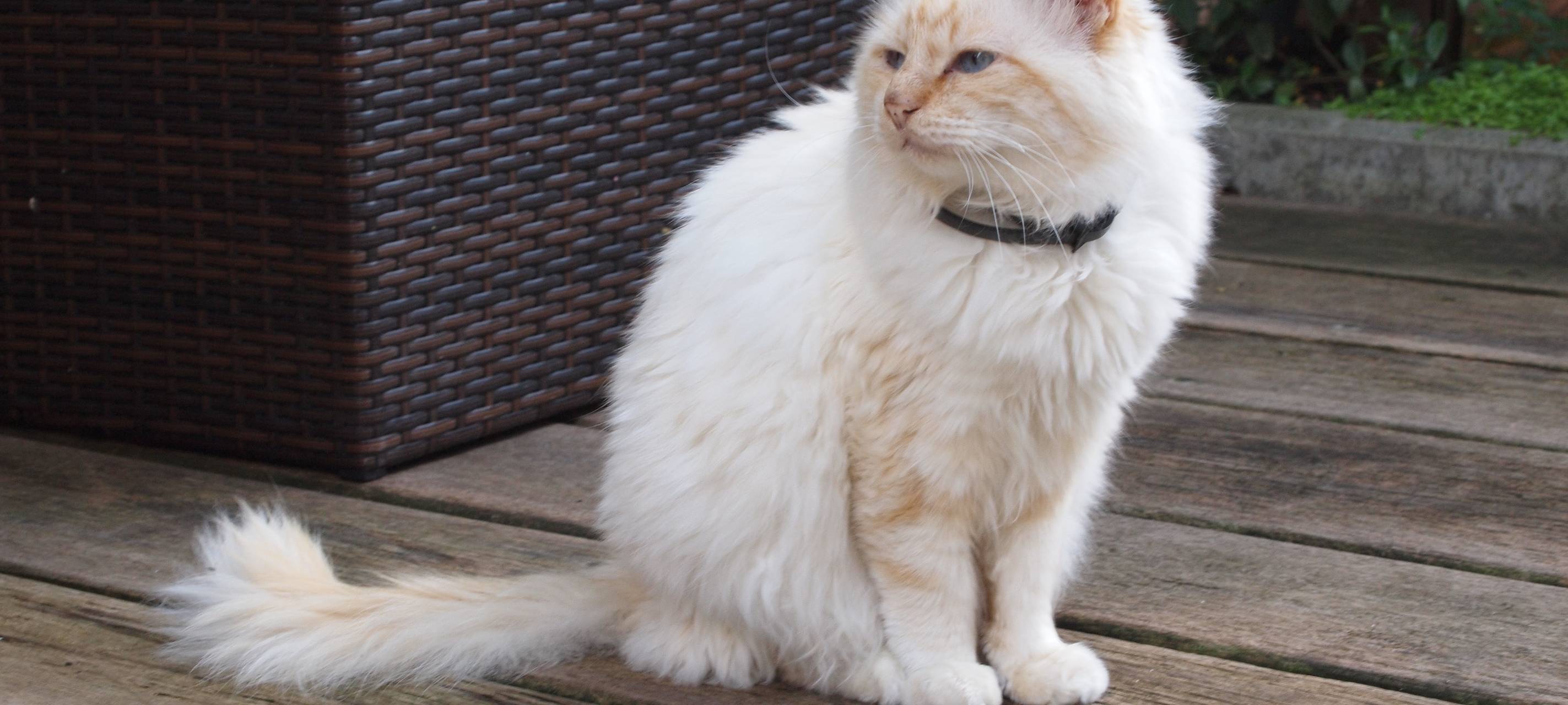 Kastrationspflicht für Katzen gilt ab November