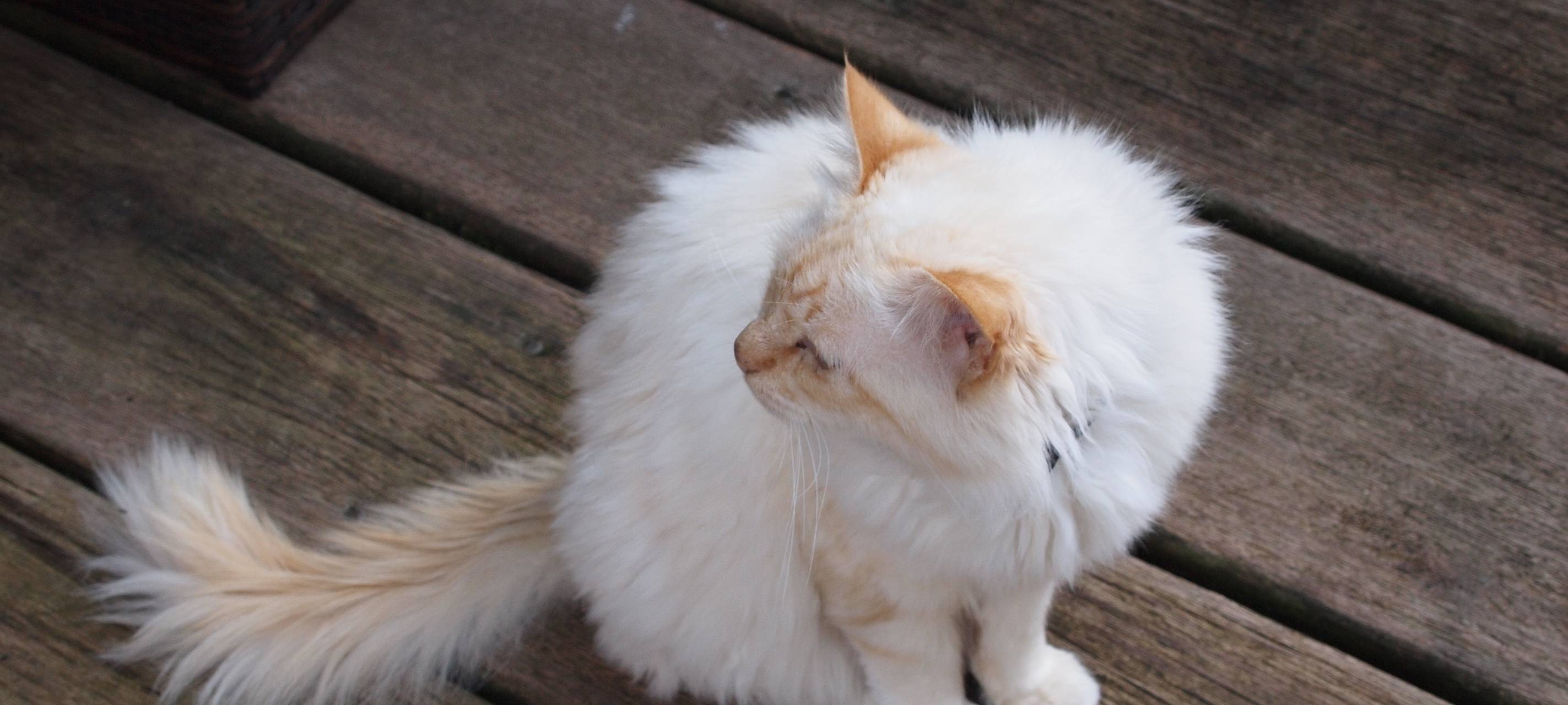 Tierschützer fordern Kastrationspflicht für Katzen