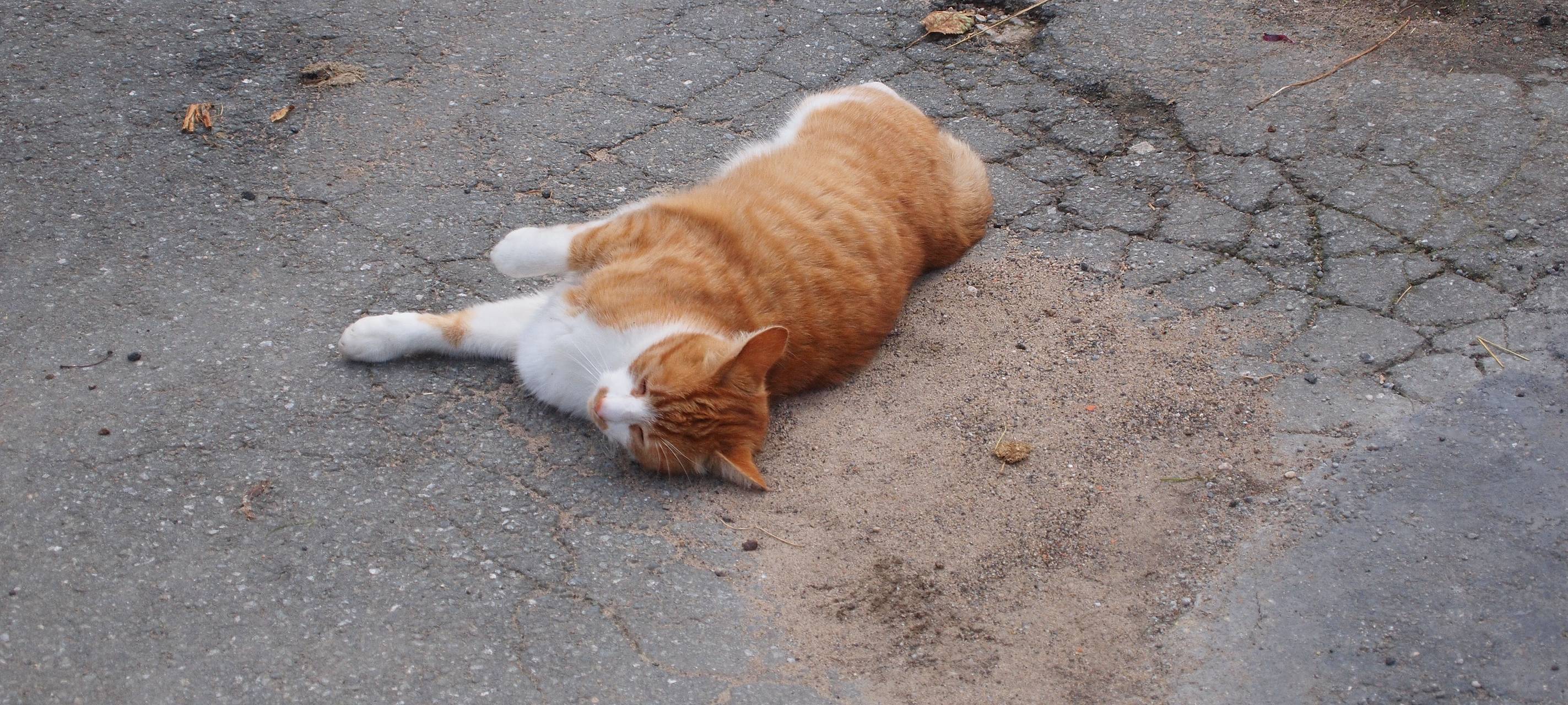 Tierhilfe warnt vor möglichem Katzenquäler in Dinslaken