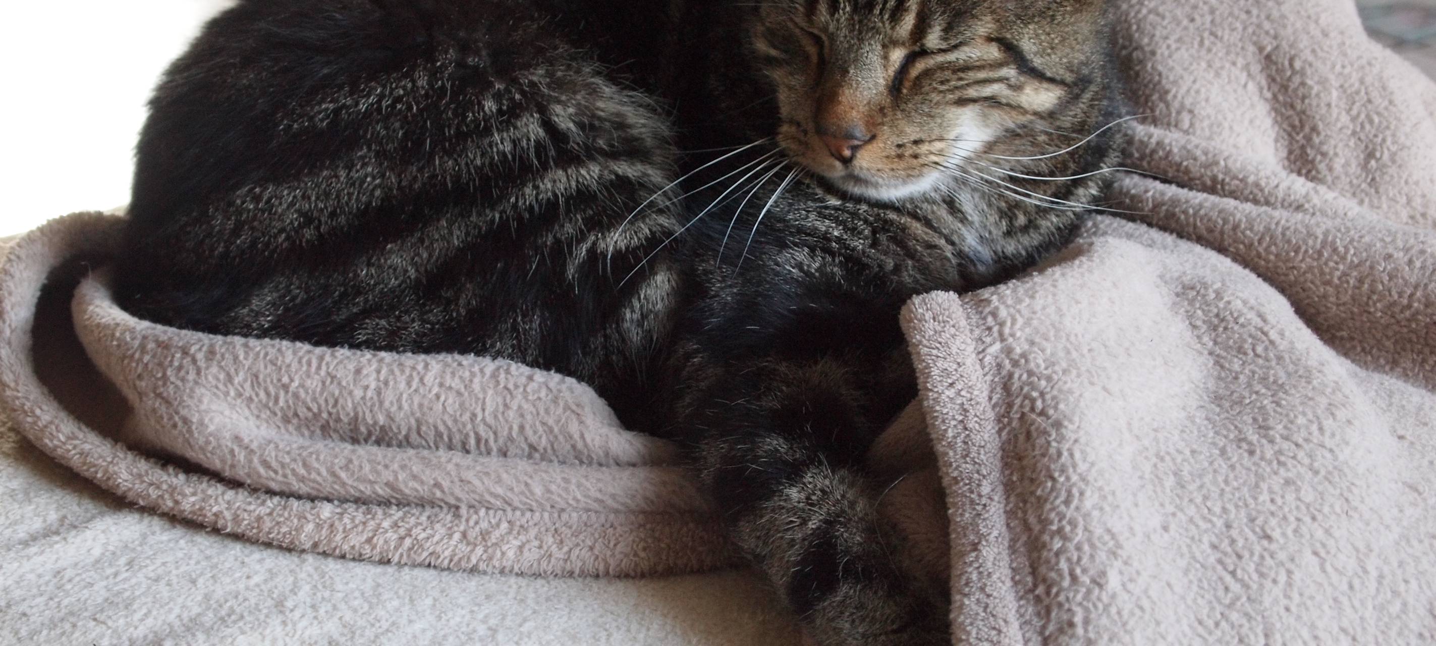 LANUV: Tiere sind keine Weihnachtsgeschenke