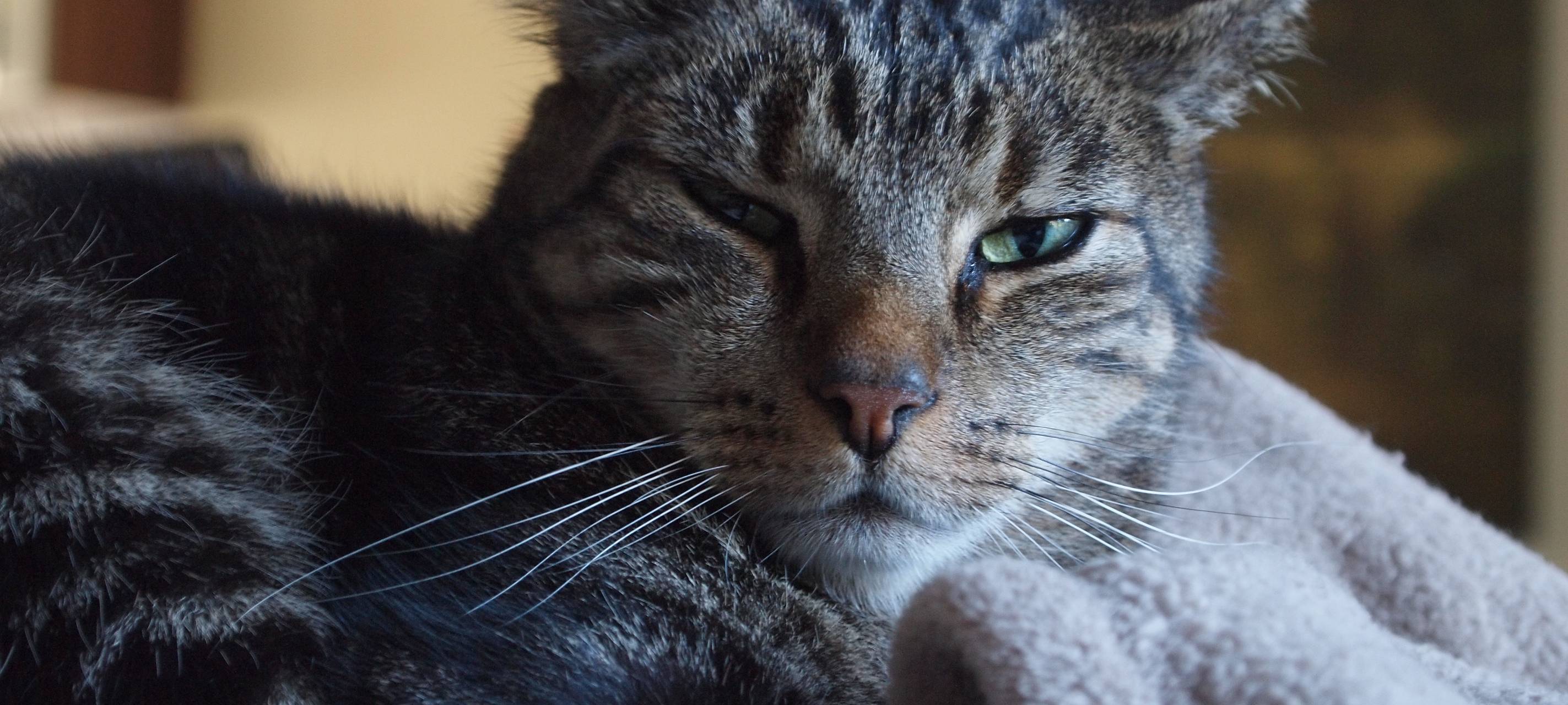 Überlastung: Weseler Tierheim richtet feste Bürozeiten ein