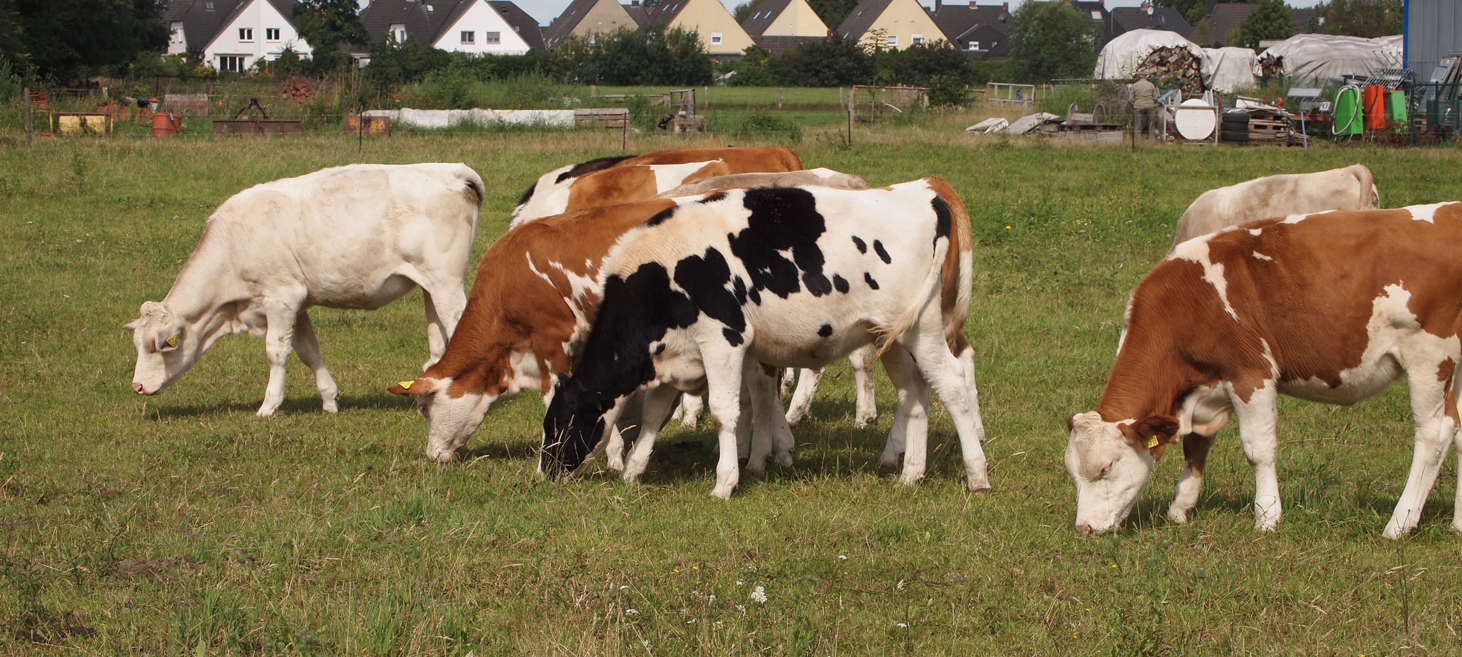 Weniger Milch-Betriebe im Kreis Wesel