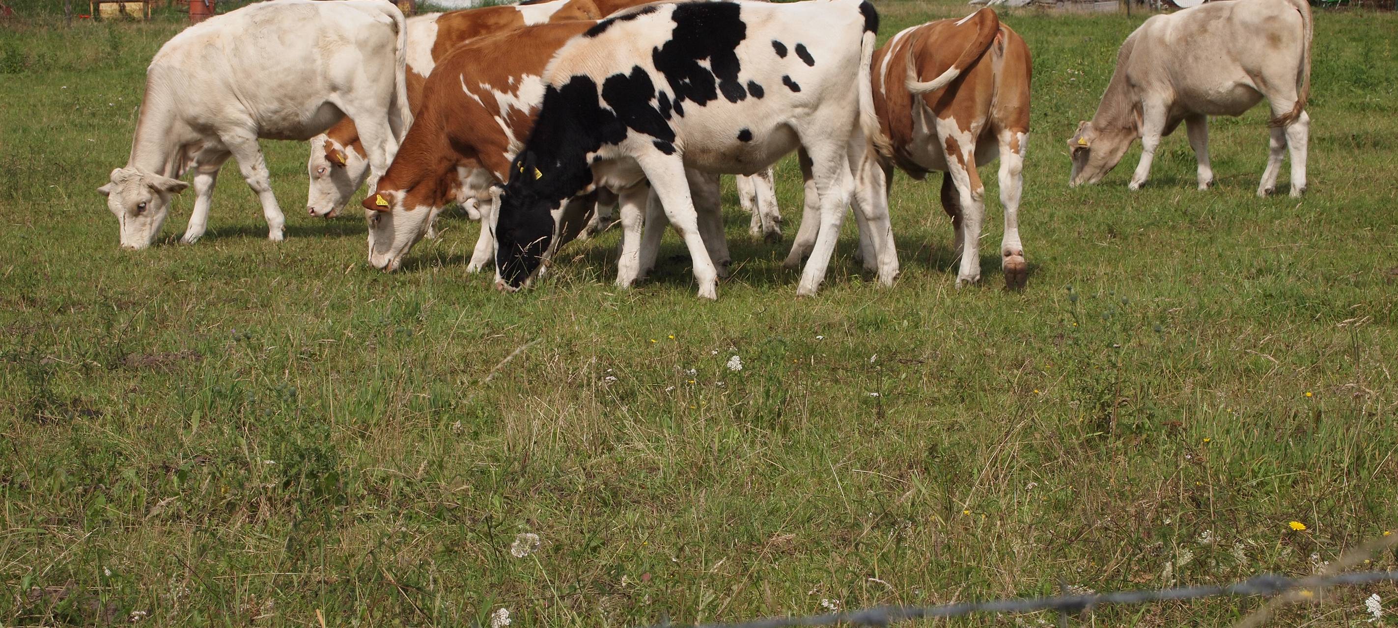 Viele Rinderhalter geben auf