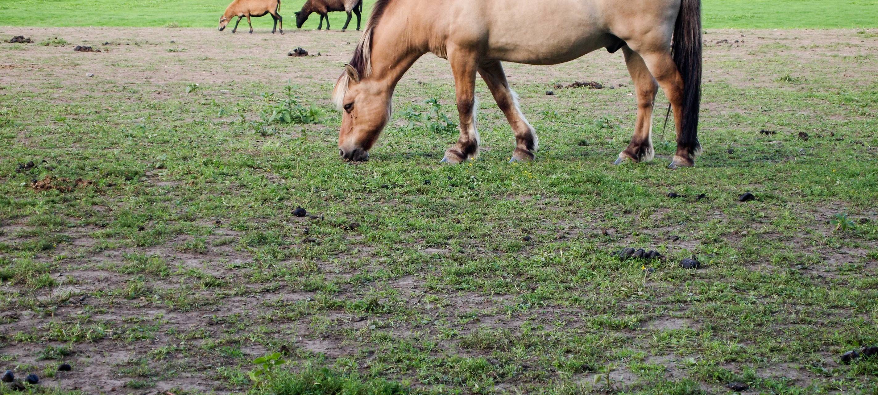 Pferde in Schermbeck gestohlen - Polizei sucht Zeugen