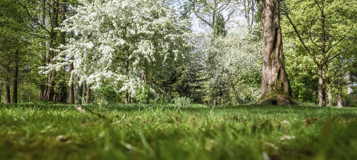 Im Hamminkelner Arborteum ist ein zweiter Kunstmarkt geplant
