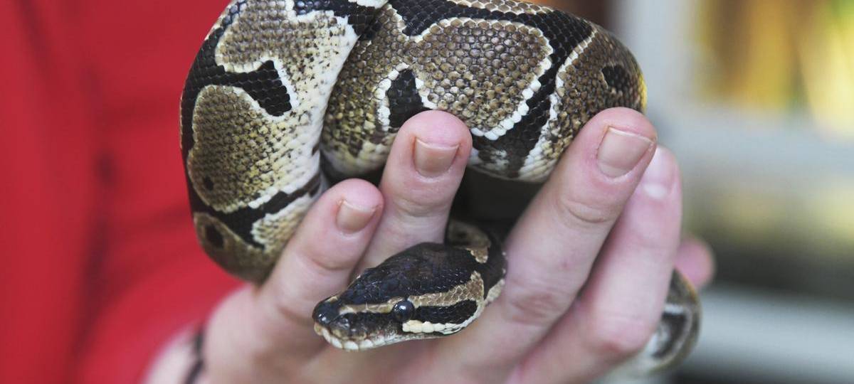 Königspython im Dinslakener Volkspark entdeckt