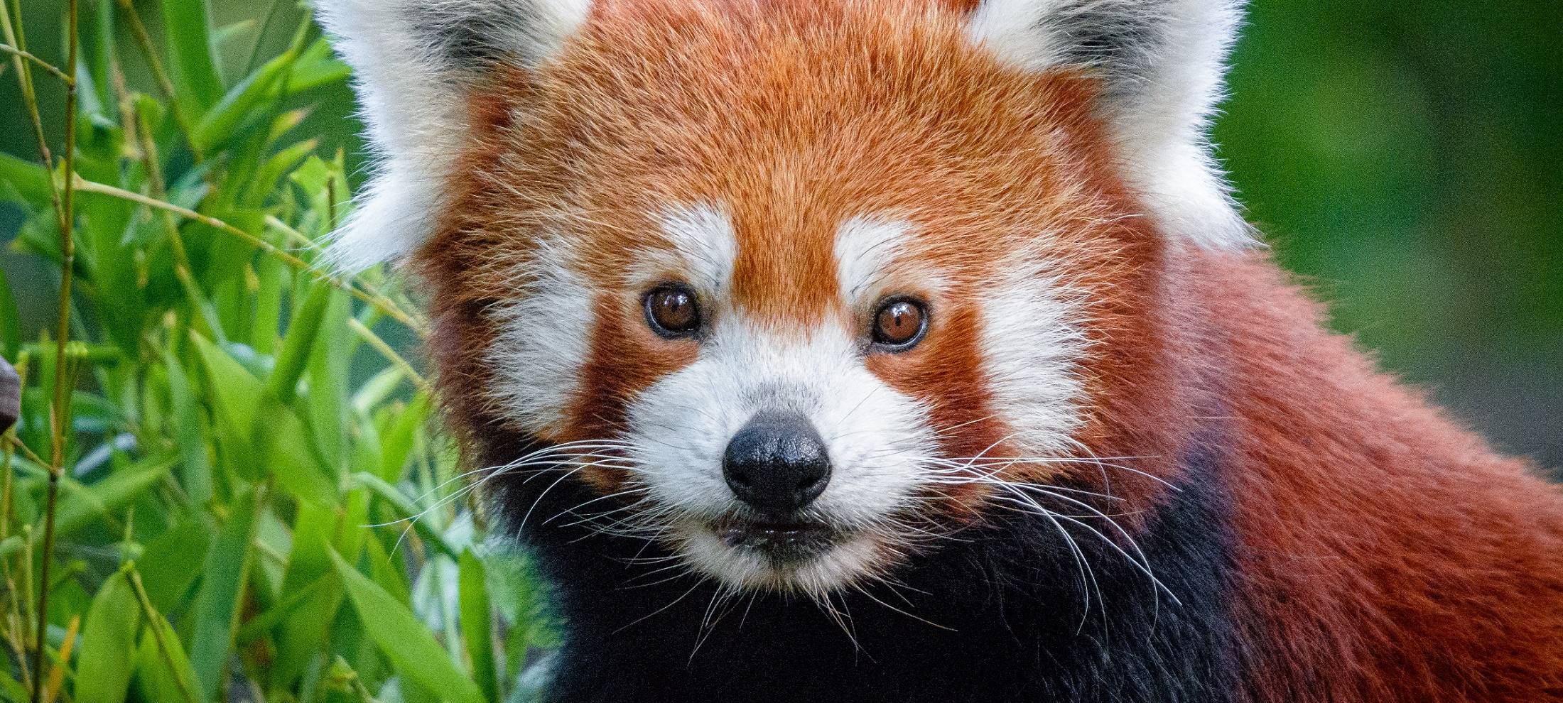 Duisburger Zoo hat Kleinen Panda Jang in Baumkrone entdeckt