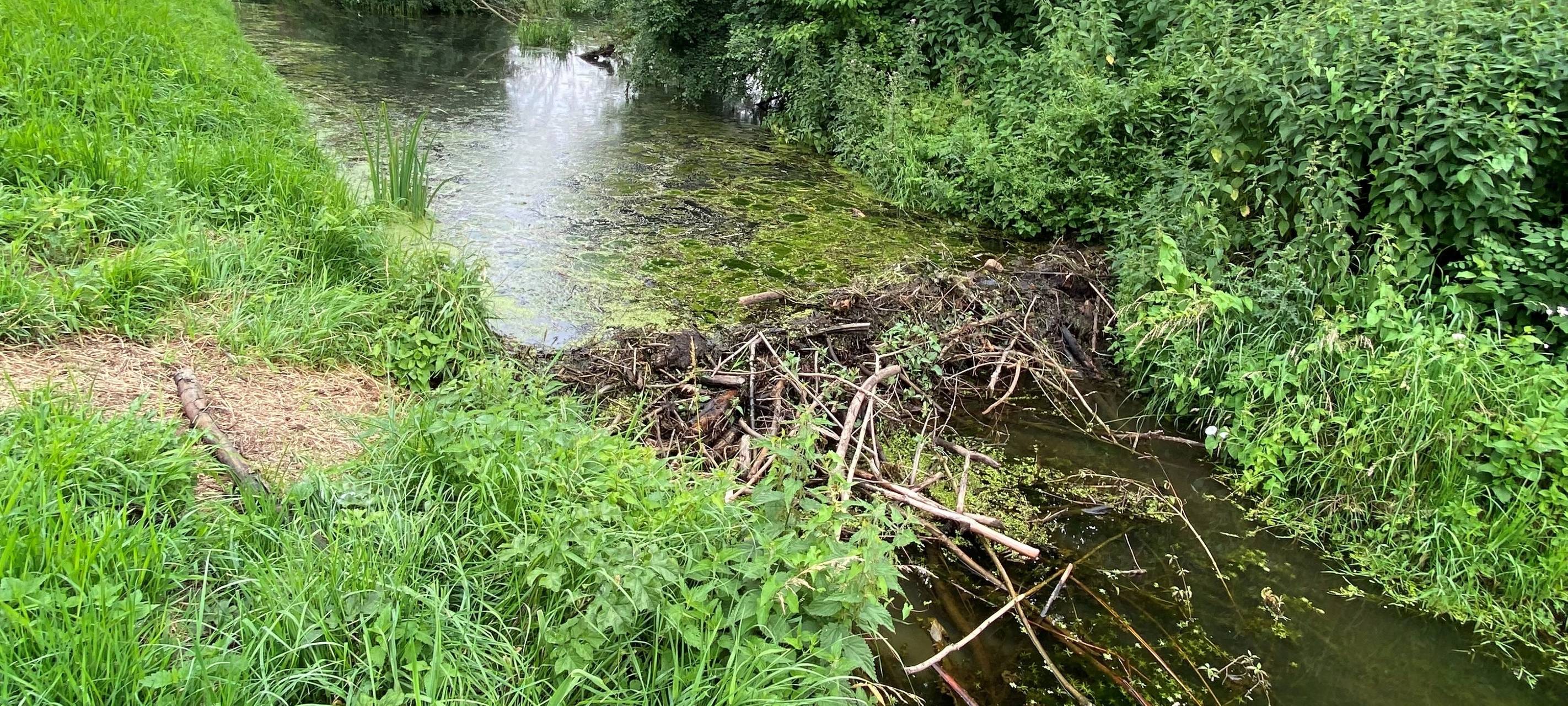 Biberbau in Sonsbeck sorgt weiter für Ärger