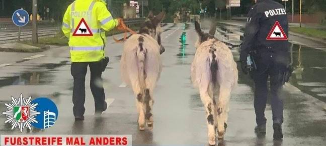 Zwei Esel sorgen für lange Staus in Oberhausen
