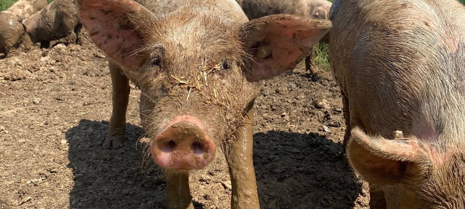Kreise Wesel und Kleve sind jetzt Öko-Modellregion Niederrhein