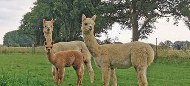 Drei Alpakas ziehen in den Moerser Streichelzoo ein