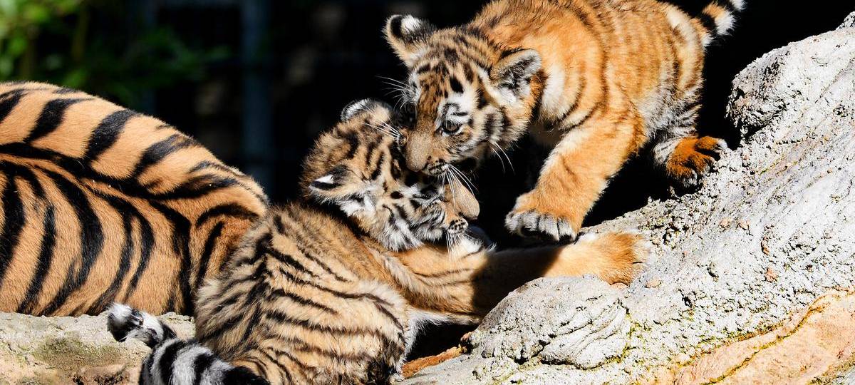 Tigerbabys im Duisburger Zoo dürfen erstmals ins Außengehege