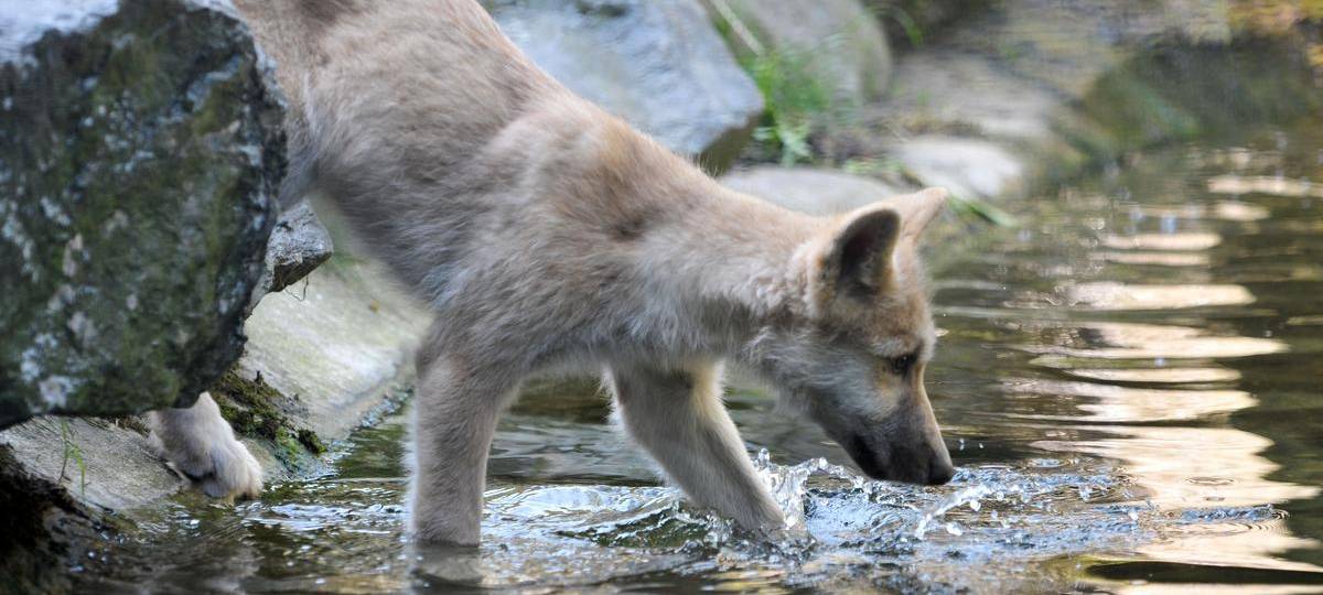 Neuer Wolf in Schermbeck nachgewiesen